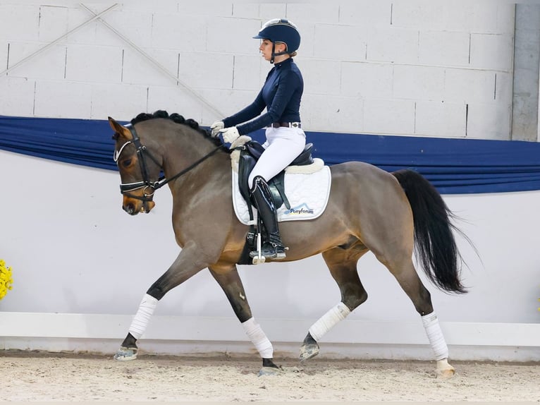 Pony tedesco Castrone 11 Anni 141 cm Baio in Marsberg