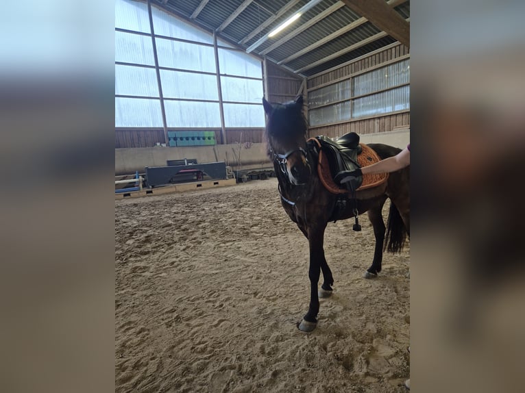 Pony tedesco Castrone 11 Anni 141 cm Baio scuro in Krautheim