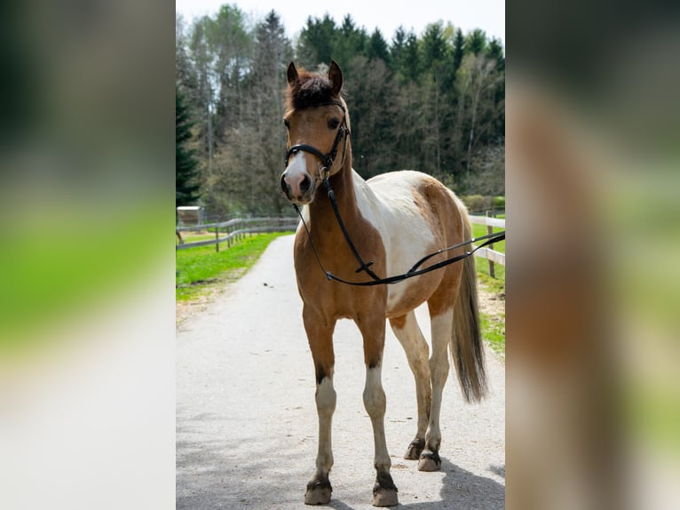 Pony tedesco Castrone 11 Anni 142 cm Pezzato in Freistadt