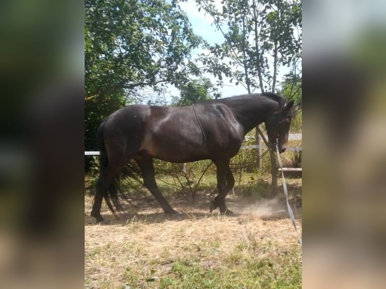 Pony tedesco Castrone 11 Anni 143 cm Baio scuro in Jeggau