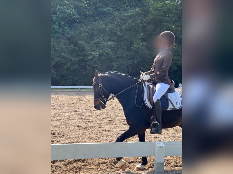 Pony tedesco Castrone 11 Anni 145 cm Baio nero in A&#xDF;ling