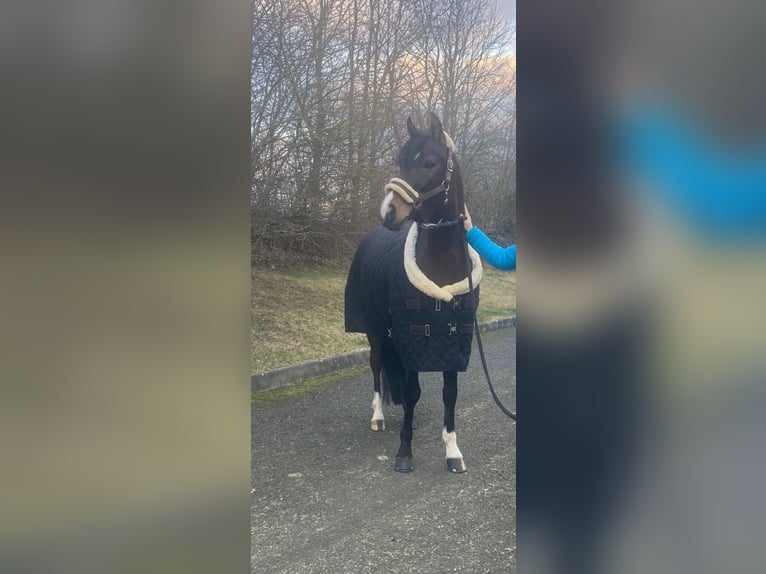 Pony tedesco Castrone 11 Anni 145 cm Baio scuro in Hilders