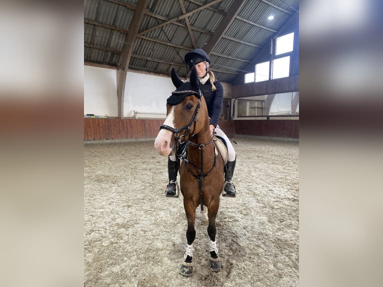 Pony tedesco Castrone 11 Anni 145 cm Falbo in Dobersdorf