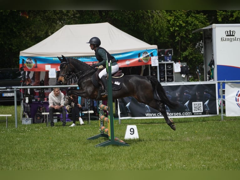 Pony tedesco Castrone 11 Anni 146 cm Baio in Damm
