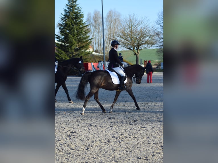 Pony tedesco Castrone 11 Anni 146 cm Baio in Damm