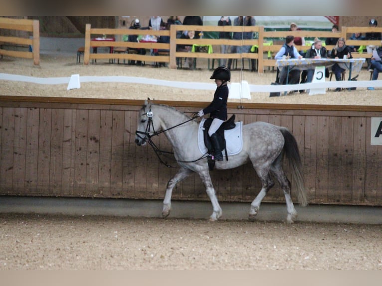 Pony tedesco Castrone 11 Anni 146 cm Grigio in Geltendorf