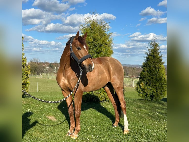 Pony tedesco Castrone 11 Anni 146 cm Sauro in Görlitz
