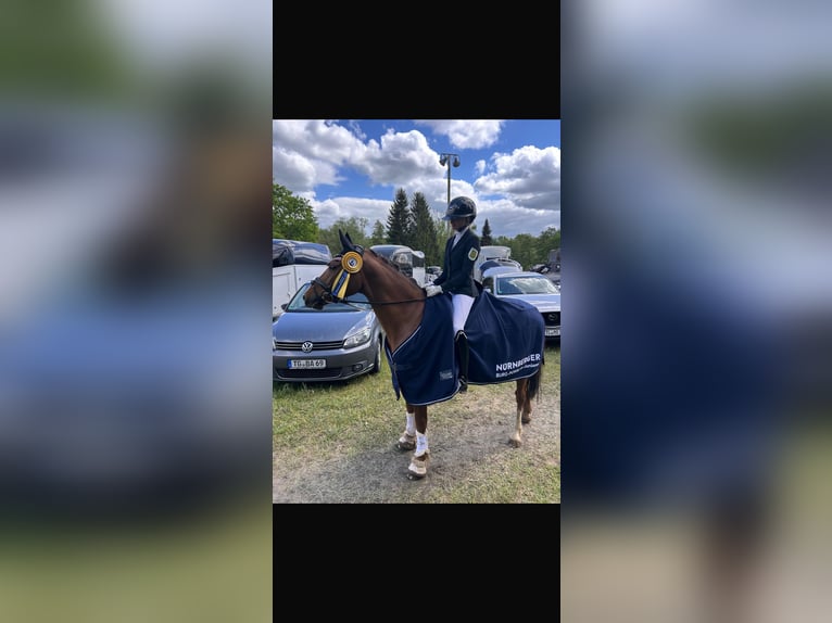 Pony tedesco Castrone 11 Anni 146 cm Sauro in Görlitz