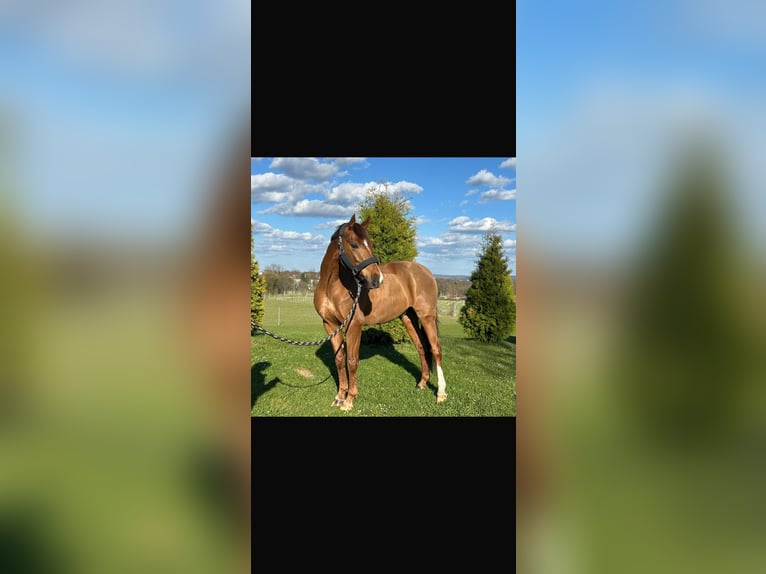 Pony tedesco Castrone 11 Anni 146 cm Sauro in GörlitzGörlitz
