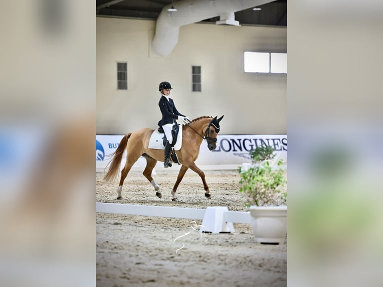 Pony tedesco Castrone 11 Anni 147 cm Sauro in Krefeld