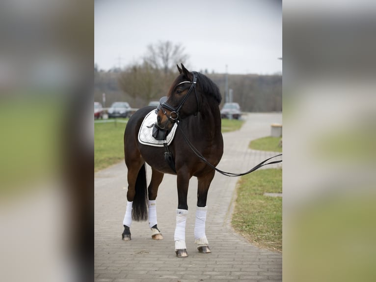 Pony tedesco Castrone 11 Anni 148 cm Baio scuro in Heilbronn