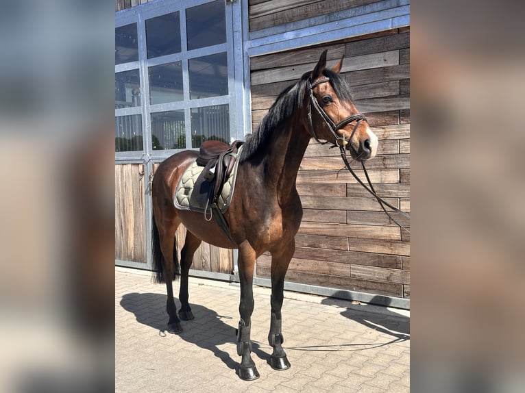 Pony tedesco Castrone 11 Anni 148 cm Baio scuro in Leipzig
