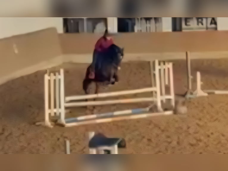 Pony tedesco Castrone 11 Anni 148 cm Baio scuro in Wolmirstedt