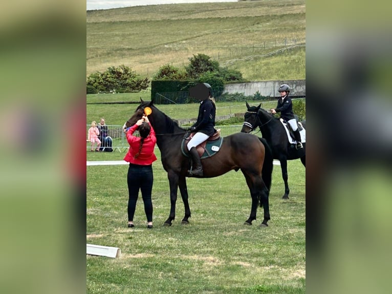Pony tedesco Castrone 11 Anni 148 cm Baio scuro in Wolmirstedt