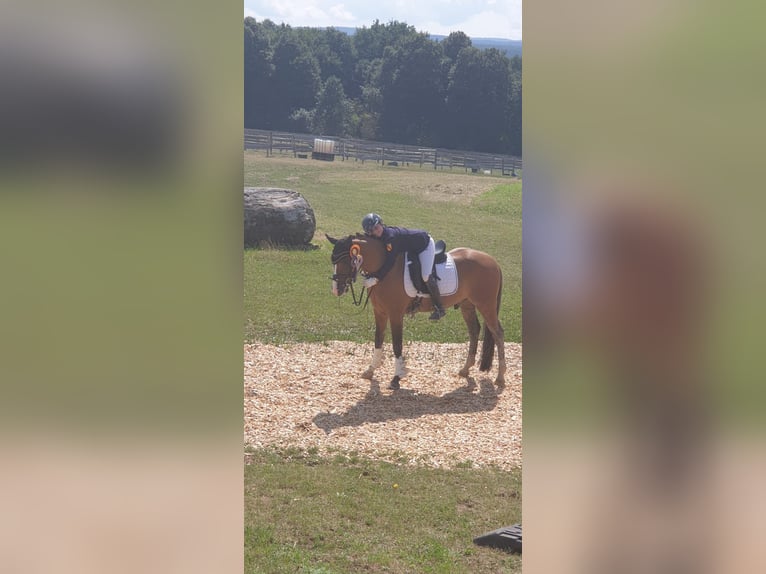 Pony tedesco Castrone 11 Anni 148 cm in Ladenburg