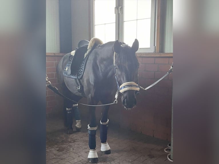Pony tedesco Castrone 11 Anni 148 cm Morello in Lingen