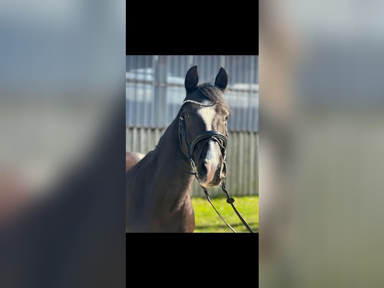 Pony tedesco Castrone 11 Anni 148 cm Morello in Bersenbrück