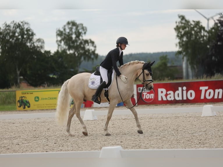 Pony tedesco Castrone 11 Anni 148 cm Palomino in Edermünde