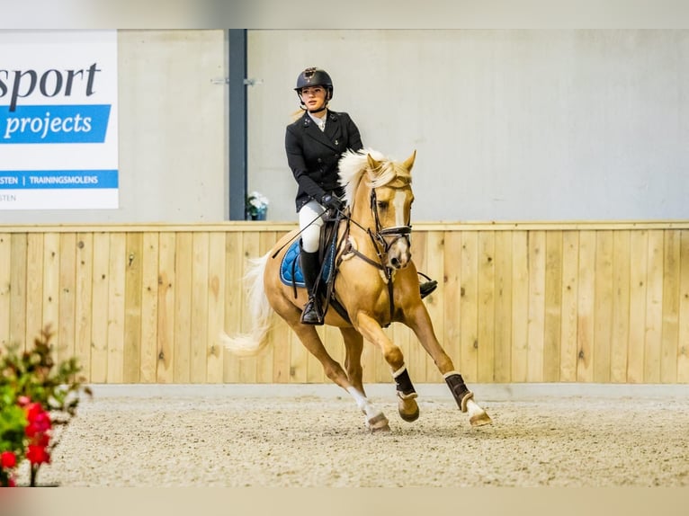 Pony tedesco Castrone 11 Anni 148 cm Palomino in Geesteren