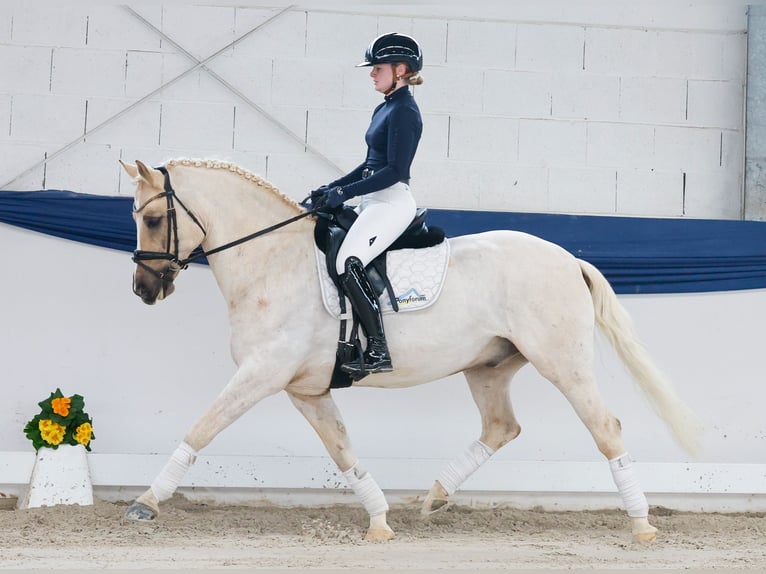 Pony tedesco Castrone 11 Anni 148 cm Palomino in Marsberg