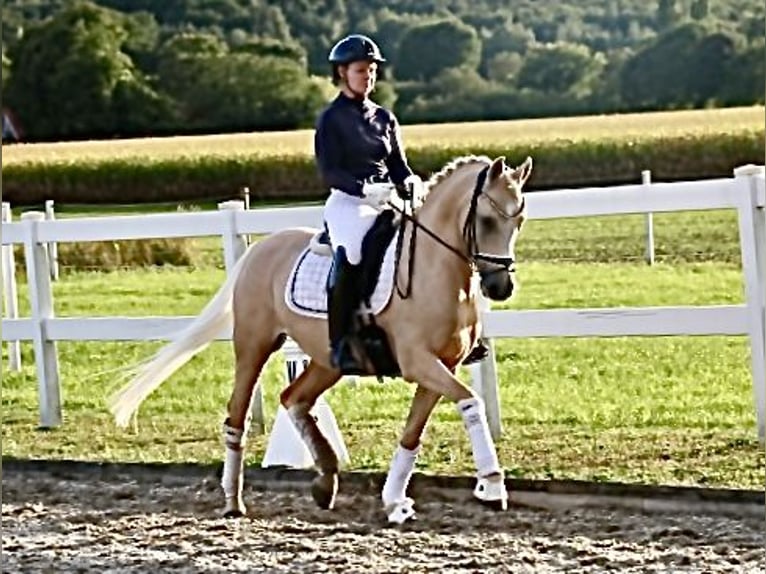 Pony tedesco Castrone 11 Anni 148 cm Palomino in Recke, bei Osnabr&#xFC;ck