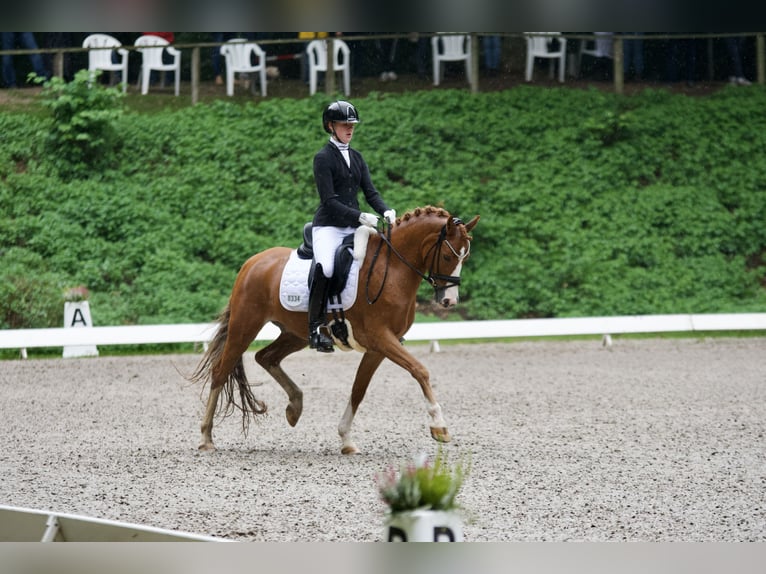 Pony tedesco Castrone 11 Anni 148 cm Sauro in Selk