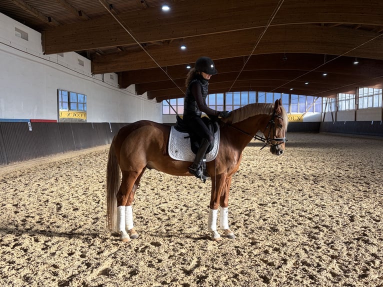 Pony tedesco Castrone 11 Anni 148 cm Sauro scuro in Alfeld
