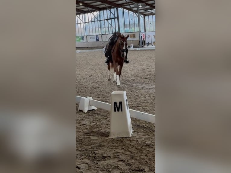 Pony tedesco Castrone 11 Anni 150 cm Sauro in Langenfeld