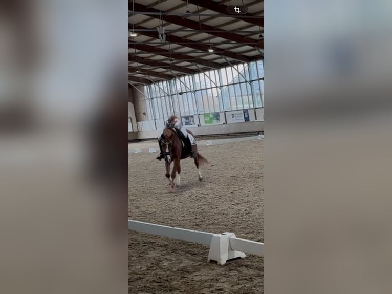 Pony tedesco Castrone 11 Anni 150 cm Sauro in Langenfeld