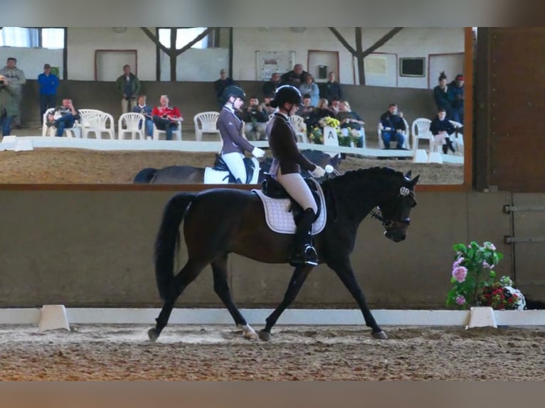 Pony tedesco Castrone 11 Anni 152 cm Baio scuro in Kamen