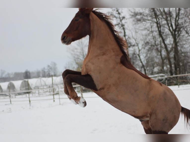 Pony tedesco Castrone 11 Anni 152 cm Sauro in Neustadt an der Weinstraße