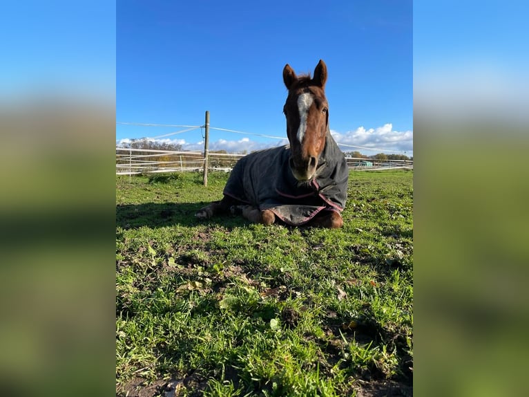 Pony tedesco Castrone 11 Anni 152 cm Sauro in Neustadt an der Weinstraße