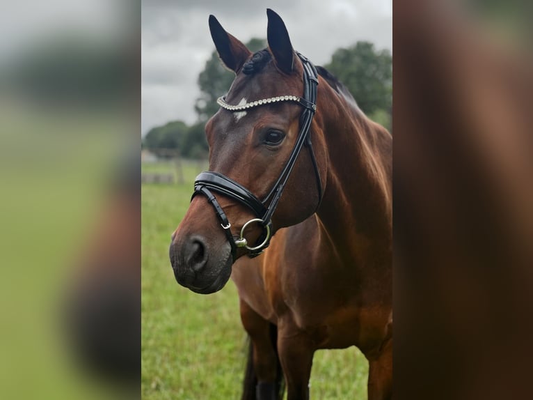 Pony tedesco Castrone 11 Anni 154 cm Baio in Bersenbr&#xFC;cK