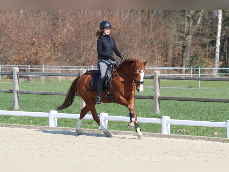 Pony tedesco Castrone 11 Anni 154 cm Sauro in Gronau (Westfalen)