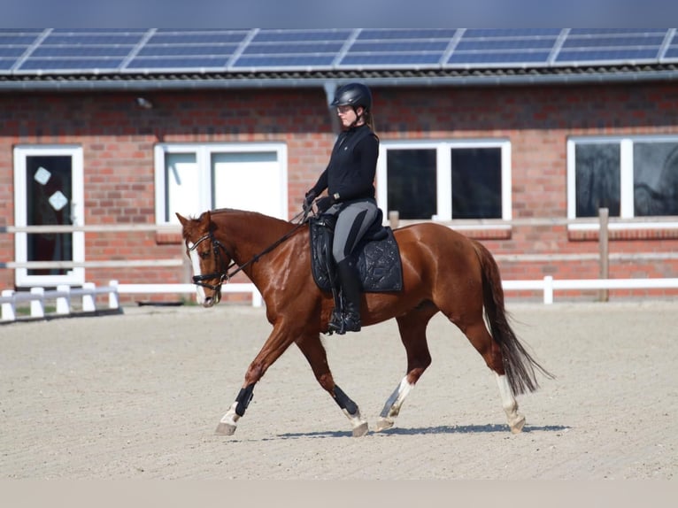 Pony tedesco Castrone 11 Anni 154 cm Sauro in Gronau (Westfalen)