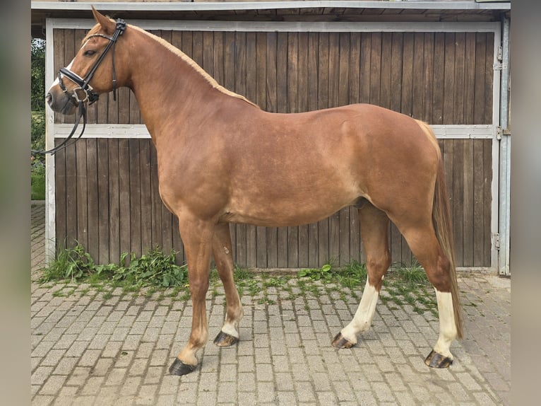 Pony tedesco Castrone 11 Anni 154 cm Sauro in M&#xFC;lheim an der Ruhr