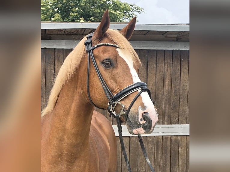 Pony tedesco Castrone 11 Anni 154 cm Sauro in M&#xFC;lheim an der Ruhr
