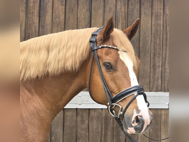 Pony tedesco Castrone 11 Anni 154 cm Sauro in M&#xFC;lheim an der Ruhr