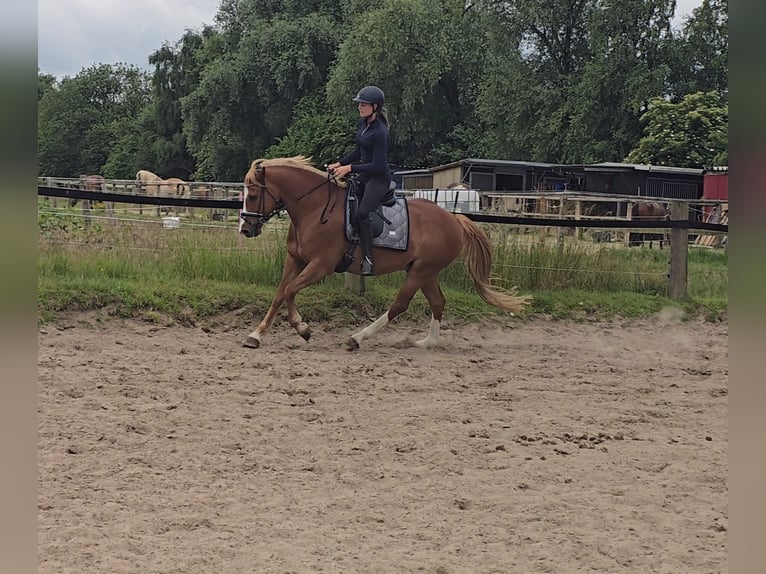 Pony tedesco Castrone 11 Anni 154 cm Sauro in M&#xFC;lheim an der Ruhr