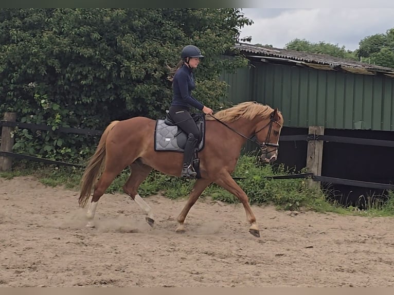 Pony tedesco Castrone 11 Anni 154 cm Sauro in M&#xFC;lheim an der Ruhr