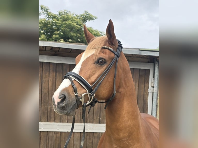 Pony tedesco Castrone 11 Anni 154 cm Sauro in M&#xFC;lheim an der Ruhr