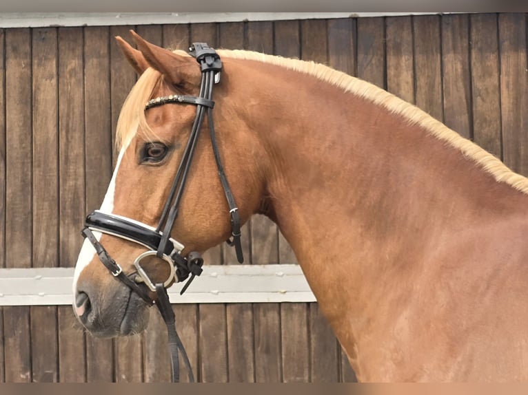 Pony tedesco Castrone 11 Anni 154 cm Sauro in M&#xFC;lheim an der Ruhr