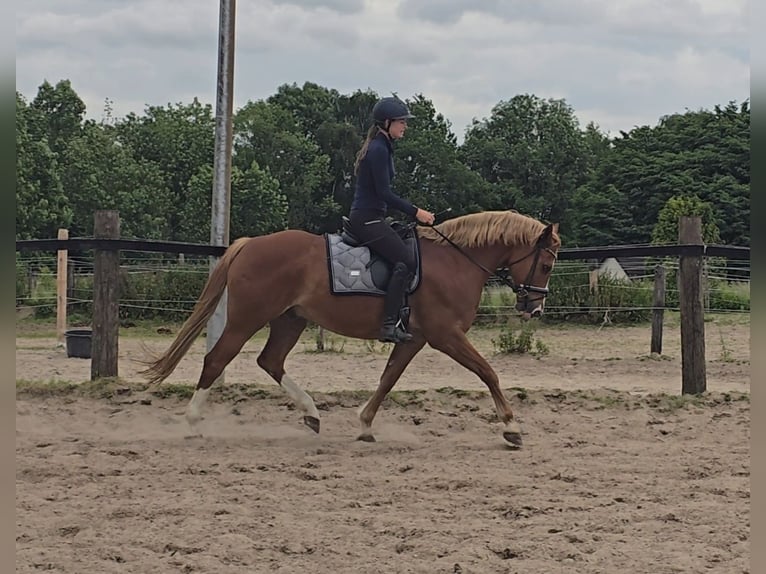 Pony tedesco Castrone 11 Anni 154 cm Sauro in M&#xFC;lheim an der Ruhr