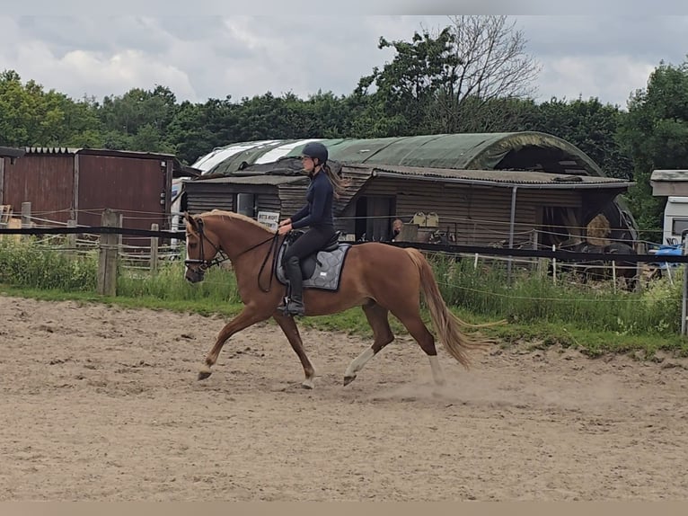 Pony tedesco Castrone 11 Anni 154 cm Sauro in M&#xFC;lheim an der Ruhr