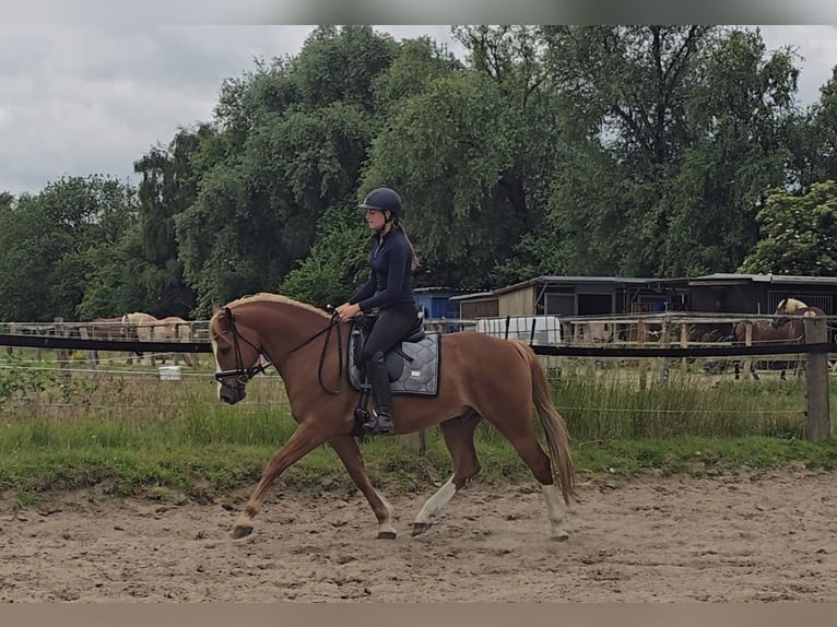 Pony tedesco Castrone 11 Anni 154 cm Sauro in M&#xFC;lheim an der Ruhr