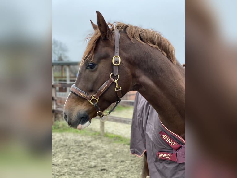 Pony tedesco Castrone 11 Anni 154 cm Sauro scuro in Wuppertal