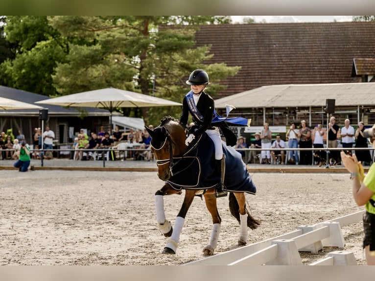 Pony tedesco Castrone 11 Anni 155 cm Baio in Schwäbisch Gmünd