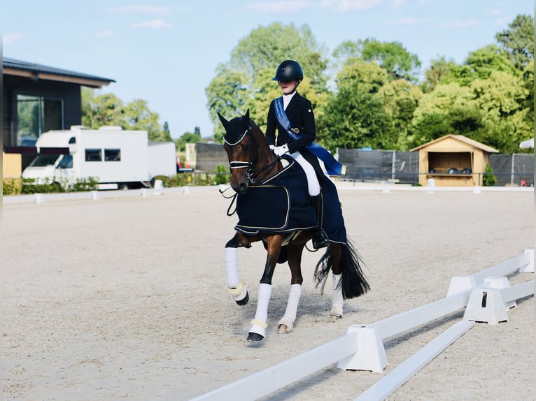 Pony tedesco Castrone 11 Anni 155 cm Baio in Schwäbisch Gmünd