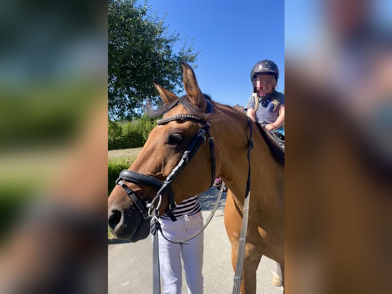 Pony tedesco Castrone 11 Anni 155 cm Falbo in Liebenau