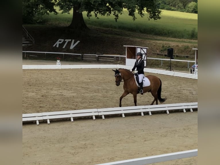 Pony tedesco Castrone 11 Anni 155 cm Falbo in Liebenau